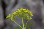 Nuttall's prairie parsley